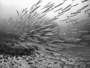woooooooshhh ... ! Chevron Barracuda - Sphyraena qenie. S... by Stefan Follows 
